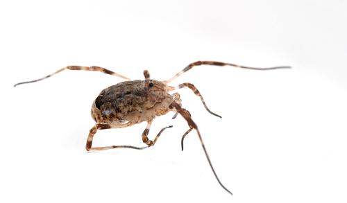 Réf. 343 402 : Odiellus spinosus